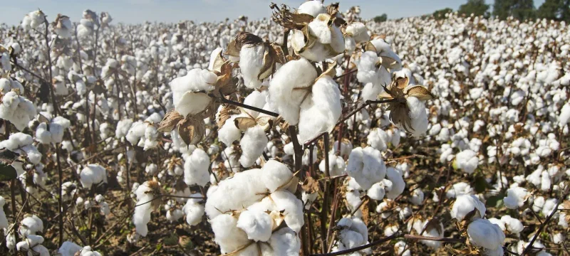 The high quality products of Xietai Textile Co., Ltd are woven TC, CVC, cotton and rayon series grey fabrics, dyed fabrics and printed fabrics which are mainly used in shirt, uniform, medical, pocketing, lining, fashion and home textiles, etc. In addition, Xietai Textile Co., Ltd is also qualified to produce functional fabrics such as wrinkle free, antibacterial, deodorant, chlorine bleach resistance, Teflon, waterproof, flame retardant, anti-static, moisture absorption and perspiration, etc. We also produce environment friendly fabrics with providing various certificates of hangtags such as GRS, BCI GOTS, and Non-Xinjiang cotton.
